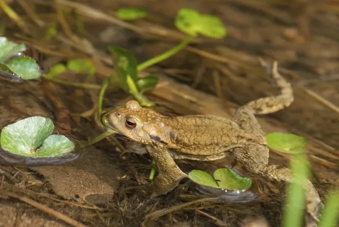 Gerahmter Druck : Bufo bufo, Gemeiner Kröte, Kröte, Amphibien. Gerahmter Druck : Bufo bufo, Gemeiner Kröte, Kröte, Amphibien.
