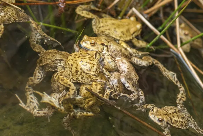 Gerahmter Druck : Bufo bufo, Gemeiner Kröte, Kröte, Amphibien Gerahmter Druck : Bufo bufo, Gemeiner Kröte, Kröte, Amphibien