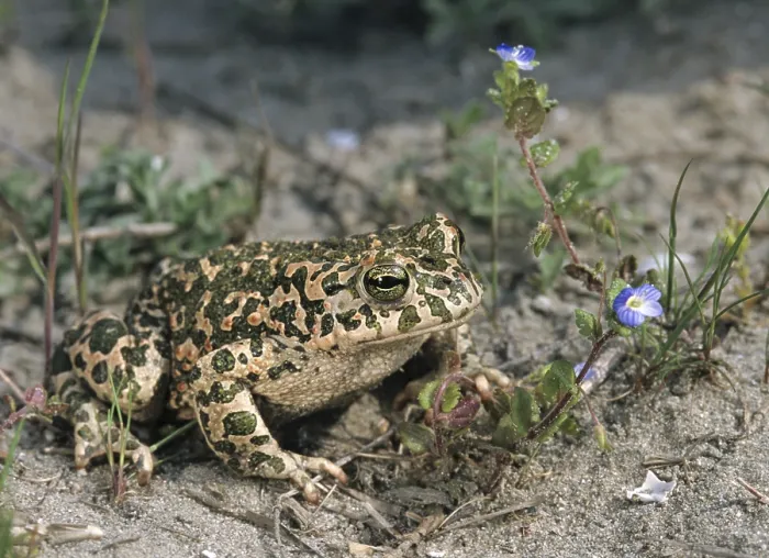 Gerahmter Druck : Bufo viridis, Bufotes viridis, grüner Kröte Gerahmter Druck : Bufo viridis, Bufotes viridis, grüner Kröte