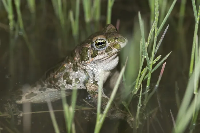 Gerahmter Druck : Bufo viridis, Bufotes viridis, grüner Kröte Gerahmter Druck : Bufo viridis, Bufotes viridis, grüner Kröte