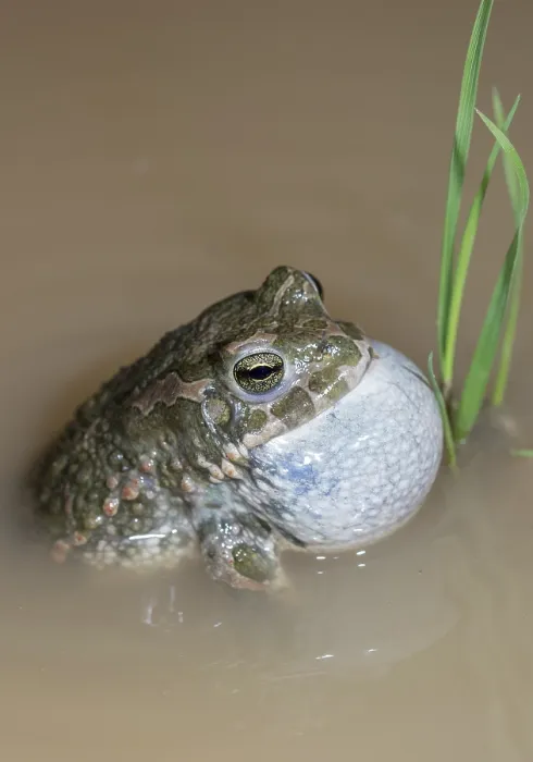 Gerahmter Druck : Bufo viridis, Bufotes viridis, grüner Kröte Gerahmter Druck : Bufo viridis, Bufotes viridis, grüner Kröte