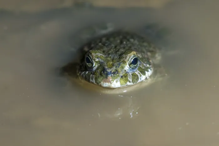 Gerahmter Druck : Bufo viridis, Bufotes viridis, grüner Kröte Gerahmter Druck : Bufo viridis, Bufotes viridis, grüner Kröte