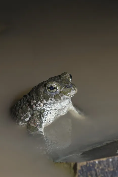 Gerahmter Druck : Bufo viridis, Bufotes viridis, grüner Kröte Gerahmter Druck : Bufo viridis, Bufotes viridis, grüner Kröte