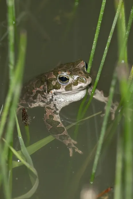 Gerahmter Druck : Bufo viridis, Bufotes viridis, grüner Kröte Gerahmter Druck : Bufo viridis, Bufotes viridis, grüner Kröte