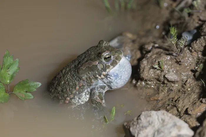 Gerahmter Druck : Bufo viridis, Bufotes viridis, grüner Kröte Gerahmter Druck : Bufo viridis, Bufotes viridis, grüner Kröte