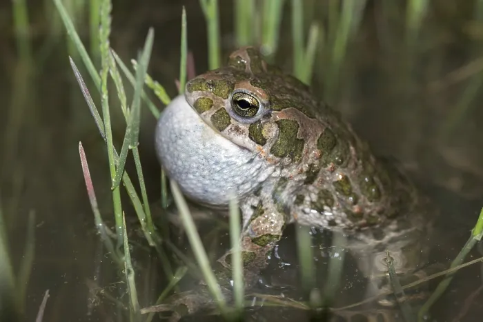 Gerahmter Druck : Bufo viridis, Bufotes viridis, grüner Kröte Gerahmter Druck : Bufo viridis, Bufotes viridis, grüner Kröte
