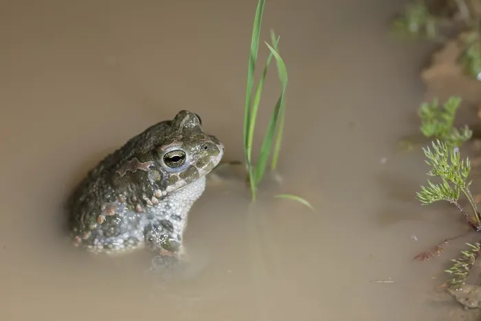 Gerahmter Druck : Bufo viridis, Bufotes viridis, grüner Kröte Gerahmter Druck : Bufo viridis, Bufotes viridis, grüner Kröte