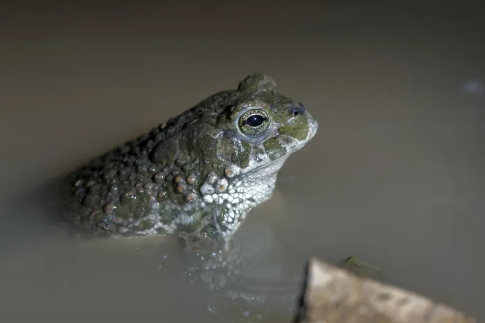Gerahmter Druck : Bufo viridis, Bufotes viridis, grüner Kröte Gerahmter Druck : Bufo viridis, Bufotes viridis, grüner Kröte