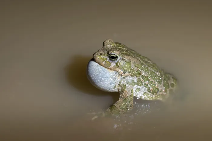 Gerahmter Druck : Bufo viridis, Bufotes viridis, grüner Kröte Gerahmter Druck : Bufo viridis, Bufotes viridis, grüner Kröte