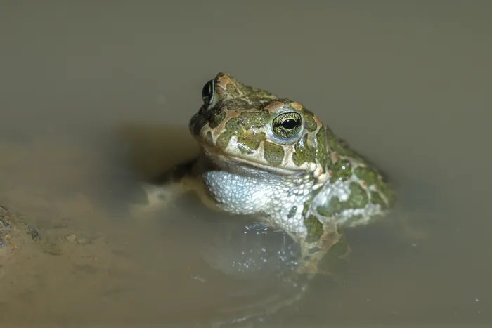 Gerahmter Druck : Bufo viridis, Bufotes viridis, grüner Kröte Gerahmter Druck : Bufo viridis, Bufotes viridis, grüner Kröte
