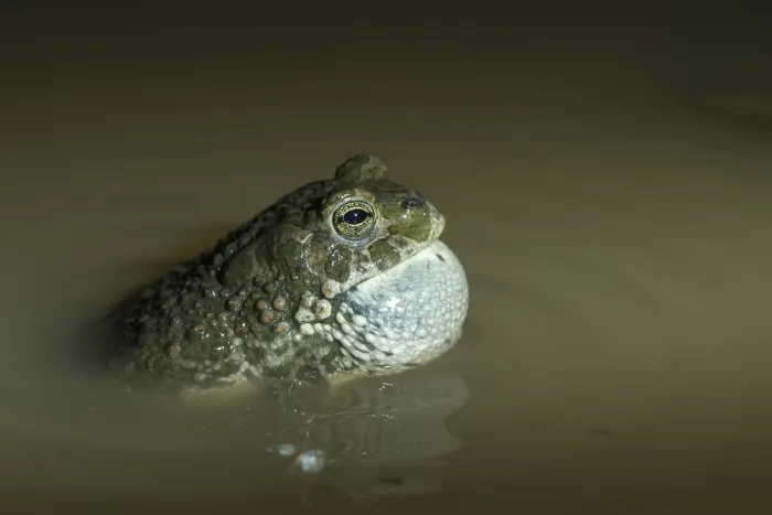 Gerahmter Druck : Bufo viridis, Bufotes viridis, grüner Kröte Gerahmter Druck : Bufo viridis, Bufotes viridis, grüner Kröte
