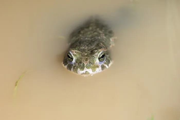 Gerahmter Druck : Bufo viridis, Bufotes viridis, grüner Kröte Gerahmter Druck : Bufo viridis, Bufotes viridis, grüner Kröte