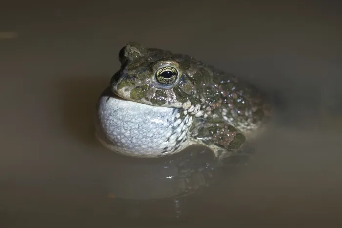 Gerahmter Druck : Bufo viridis, Bufotes viridis, grüner Kröte Gerahmter Druck : Bufo viridis, Bufotes viridis, grüner Kröte