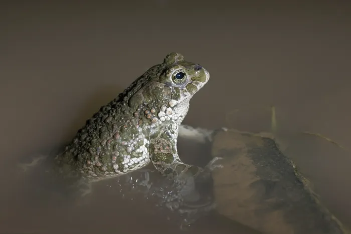 Gerahmter Druck : Bufo viridis, Bufotes viridis, grüner Kröte Gerahmter Druck : Bufo viridis, Bufotes viridis, grüner Kröte