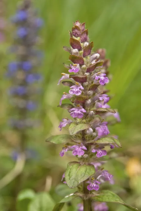 Gerahmter Druck : Bugelherb oder Bugelweide (Ajuga reptans) Gerahmter Druck : Bugelherb oder Bugelweide (Ajuga reptans)