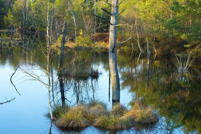 Gerahmter Druck : Sumpfpflanze mit Grasbewuchs Gerahmter Druck : Sumpfpflanze mit Grasbewuchs
