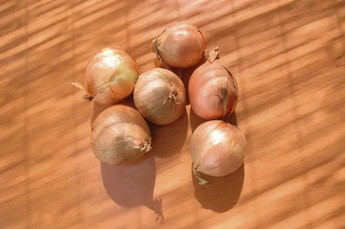 Gerahmter Druck : Knolle, Zwiebel Gerahmter Druck : Knolle, Zwiebel