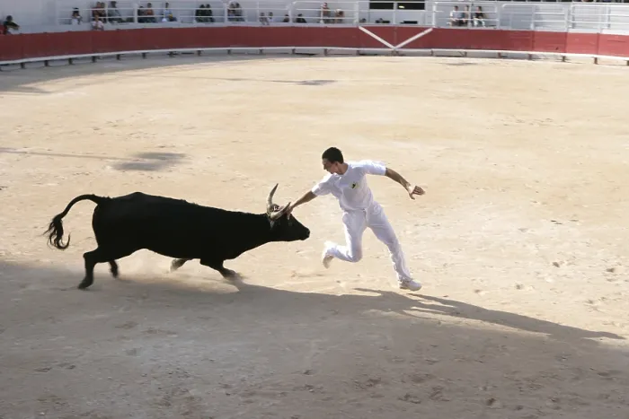 Gerahmter Druck : Stierkampf in Spanien Gerahmter Druck : Stierkampf in Spanien