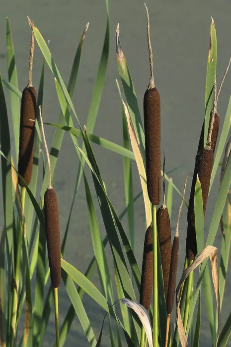 Gerahmter Druck : Schilfrohr oder Weißdorn (Typha) Gerahmter Druck : Schilfrohr oder Weißdorn (Typha)