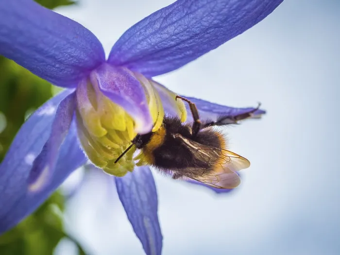 Gerahmter Druck : Ein Hummel auf einer Clematisblüte. Gerahmter Druck : Ein Hummel auf einer Clematisblüte.