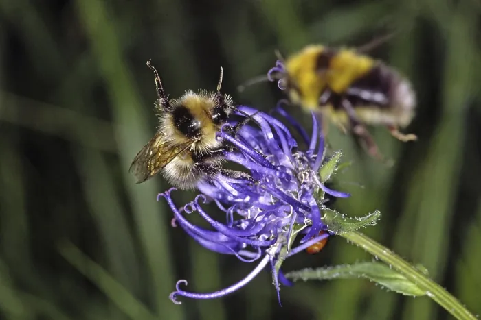 Gerahmter Druck : Bienen auf Teufelsklauen (Phyteuma) Gerahmter Druck : Bienen auf Teufelsklauen (Phyteuma)
