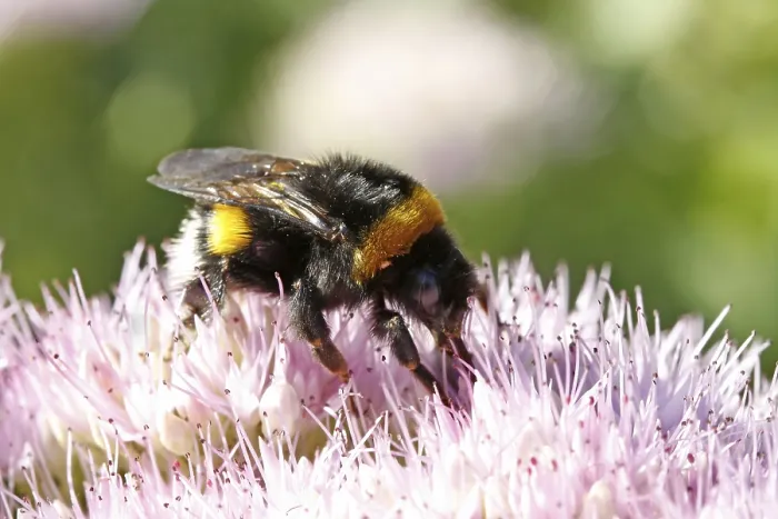Gerahmter Druck : Bienenkönig besucht Blumen. Gerahmter Druck : Bienenkönig besucht Blumen.