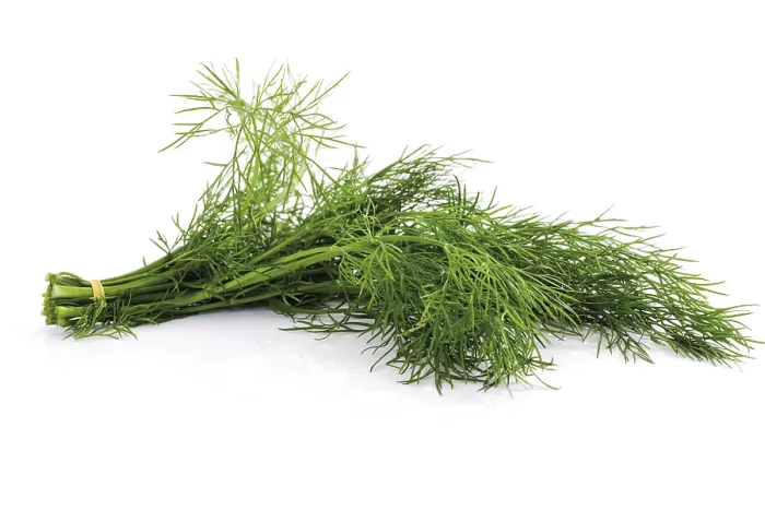 Gerahmter Druck : Ein Bündel Dill. Gerahmter Druck : Ein Bündel Dill.