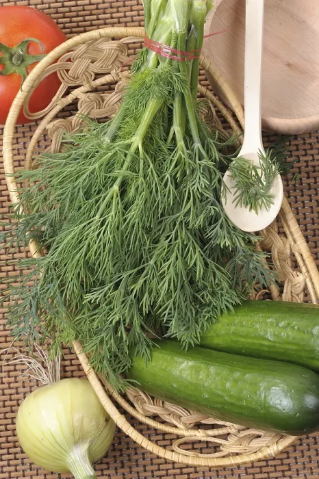 Gerahmter Druck : Ein Bündel Dill liegt in einem Korb auf einer Matte. Gerahmter Druck : Ein Bündel Dill liegt in einem Korb auf einer Matte.