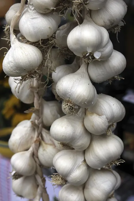 Gerahmter Druck : Knoblauchknolle Gerahmter Druck : Knoblauchknolle