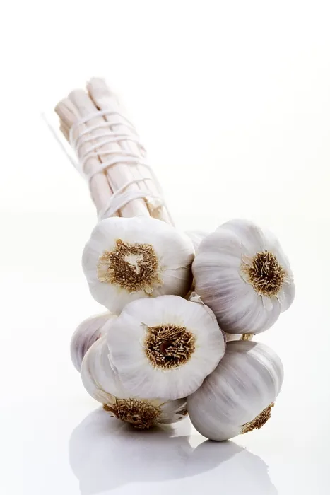 Gerahmter Druck : Knolle von Knoblauch. Gerahmter Druck : Knolle von Knoblauch.