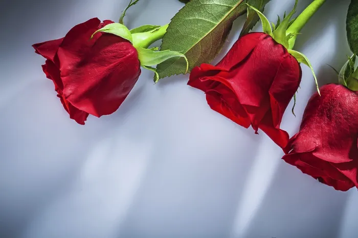 Gerahmter Druck : Bündel Rosen auf weißem Hintergrund