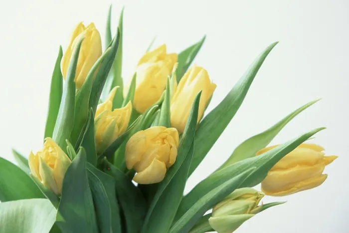 Gerahmter Druck : Ein Strauß Tulpen Gerahmter Druck : Ein Strauß Tulpen