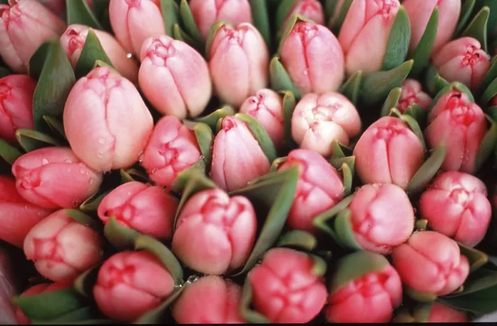 Gerahmter Druck : Tulpenbüschel Gerahmter Druck : Tulpenbüschel
