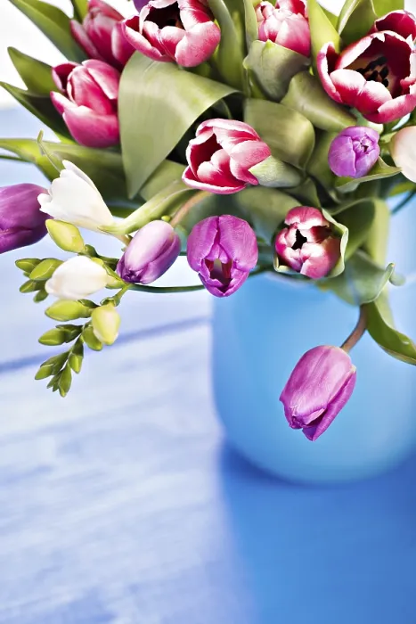 Gerahmter Druck : Tulpenbüschel Gerahmter Druck : Tulpenbüschel