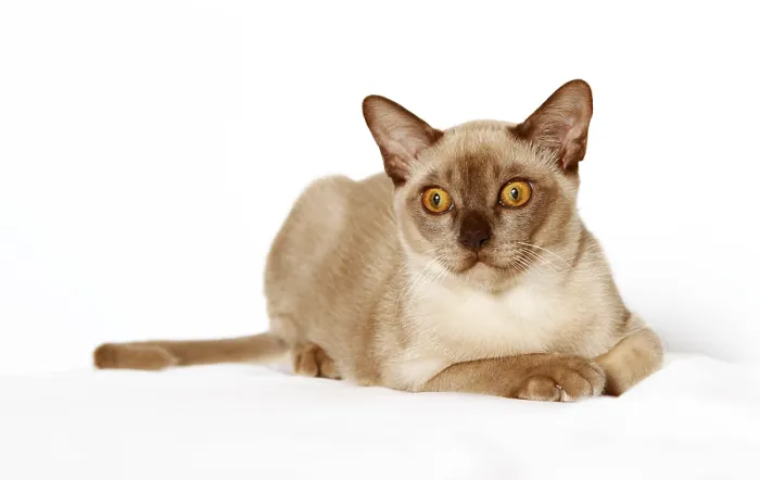 Gerahmter Druck : Birmanische Katze Gerahmter Druck : Birmanische Katze