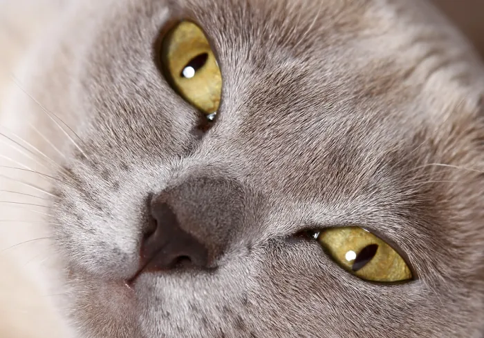 Gerahmter Druck : Birmanische Katze Gerahmter Druck : Birmanische Katze