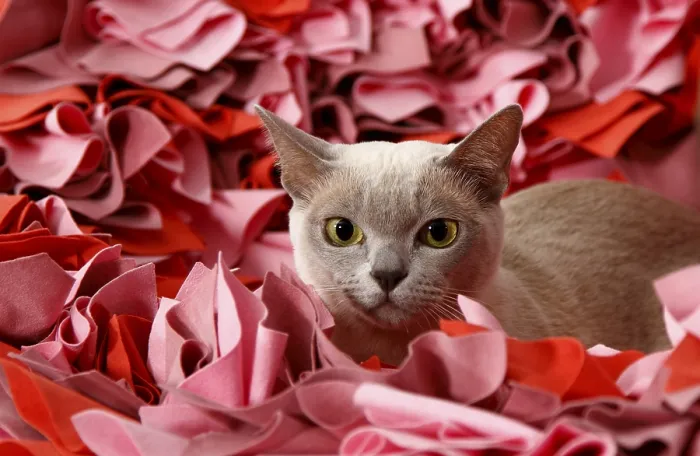 Gerahmter Druck : Birma-Katze Gerahmter Druck : Birma-Katze