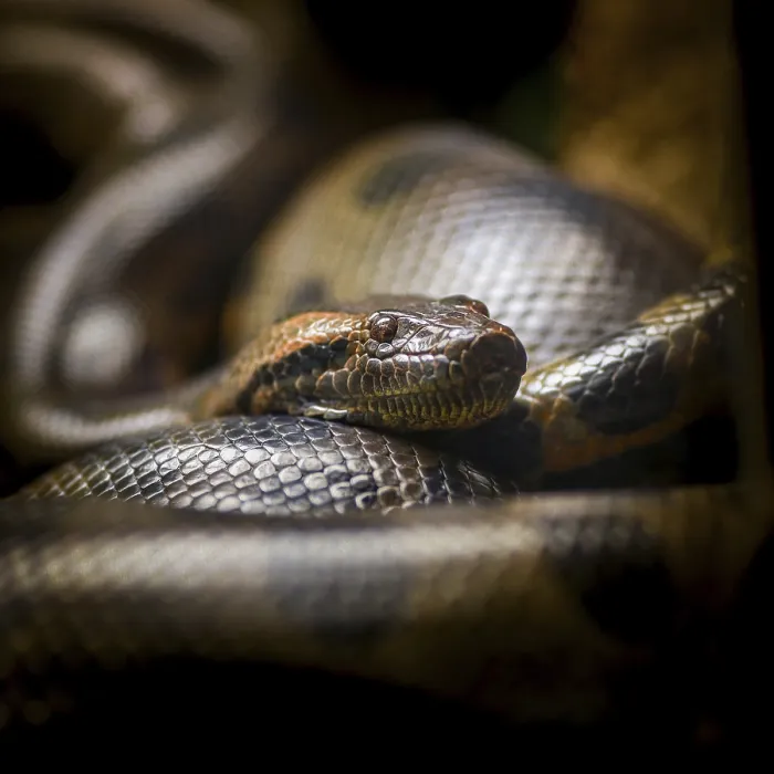 Gerahmter Druck : Burmese Python, Python bivittatus Gerahmter Druck : Burmese Python, Python bivittatus