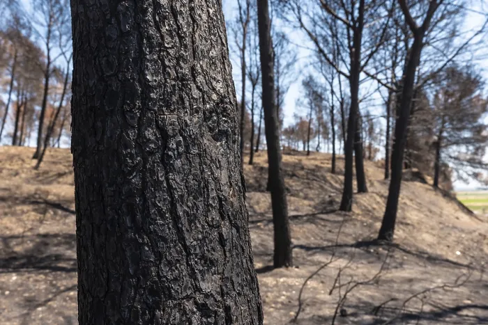Gerahmter Druck : Ein Detail eines verbrannten Baumes im Wald, der bei einem Waldbrand abgebrannt ist. Gerahmter Druck : Ein Detail eines verbrannten Baumes im Wald, der bei einem Waldbrand abgebrannt ist.