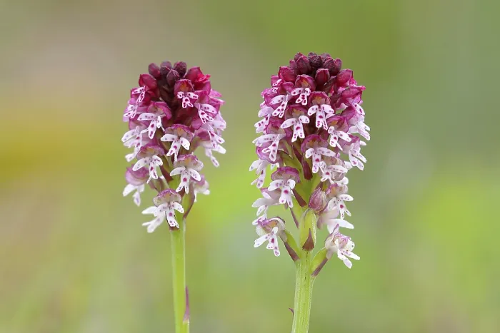 Gerahmter Druck : Verbrannte-Tipp-Orchidee (Neotinea ustulata) Gerahmter Druck : Verbrannte-Tipp-Orchidee (Neotinea ustulata)