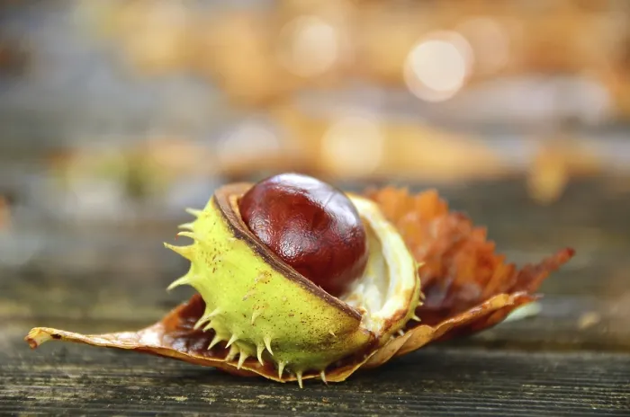 Gerahmter Druck : Kastanie (Castanea) mit Schale. Gerahmter Druck : Kastanie (Castanea) mit Schale.