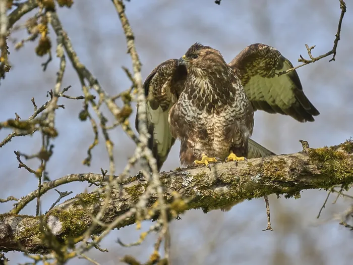 Gerahmter Druck : Bussard Gerahmter Druck : Bussard