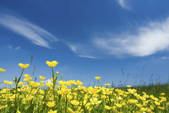 Gerahmter Druck : Blumenwiese mit Butterblumen Gerahmter Druck : Blumenwiese mit Butterblumen