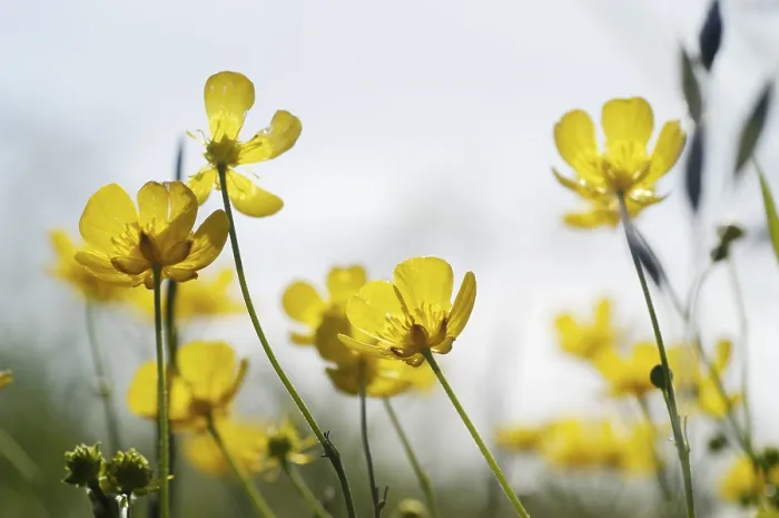 Gerahmter Druck : Butterblume (Ranunculus) Gerahmter Druck : Butterblume (Ranunculus)