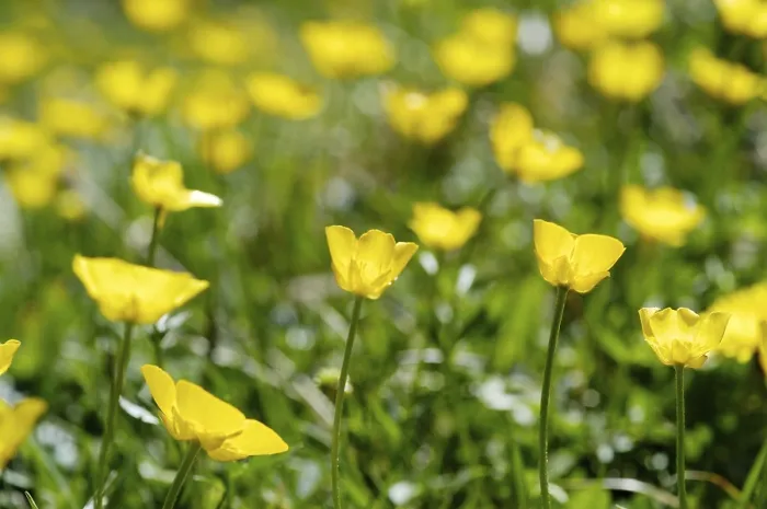 Gerahmter Druck : Butterblume (Ranunculus) Gerahmter Druck : Butterblume (Ranunculus)