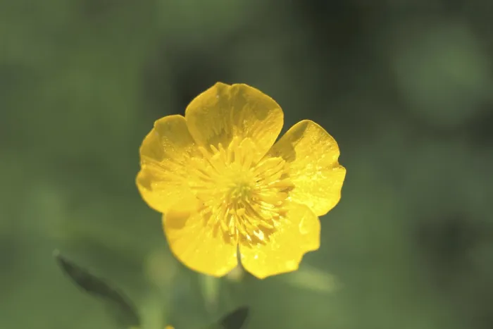 Gerahmter Druck : Buttercups Gerahmter Druck : Buttercups