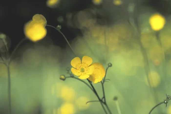 Gerahmter Druck : Buttercups Gerahmter Druck : Buttercups