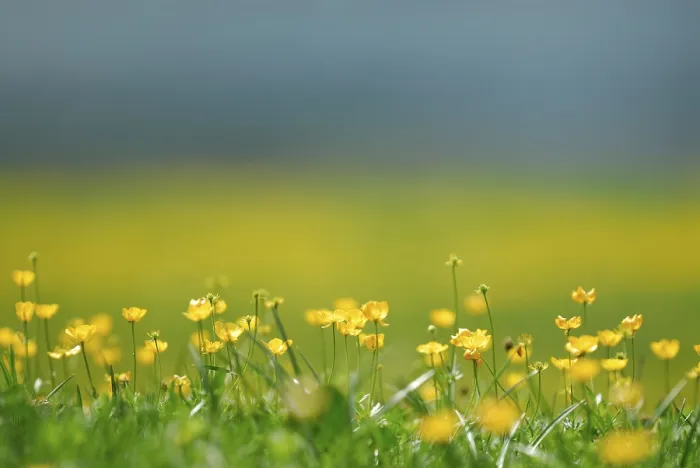 Gerahmter Druck : Butterkropfen (Ranunculus) auf einem Wiesenfeld. Gerahmter Druck : Butterkropfen (Ranunculus) auf einem Wiesenfeld.
