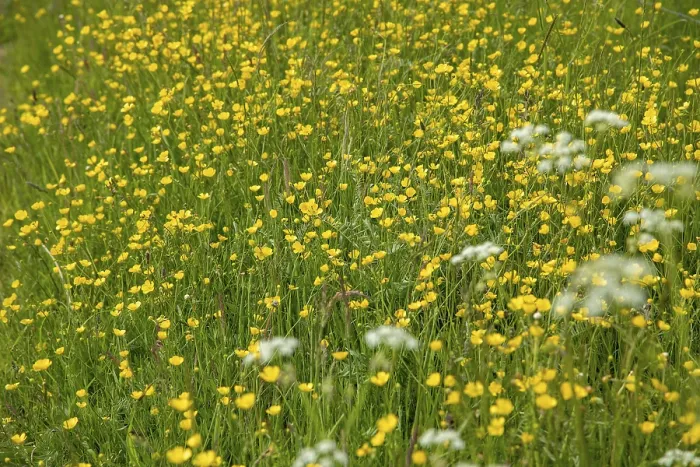 Gerahmter Druck : Butterkropfen (Ranunculus) am Wegesrand Gerahmter Druck : Butterkropfen (Ranunculus) am Wegesrand