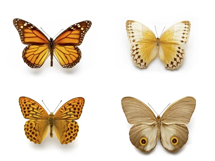 Gerahmter Druck : Butterflies Gerahmter Druck : Butterflies
